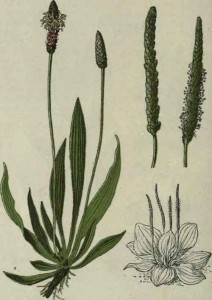 RIBWORT PLANTAIN